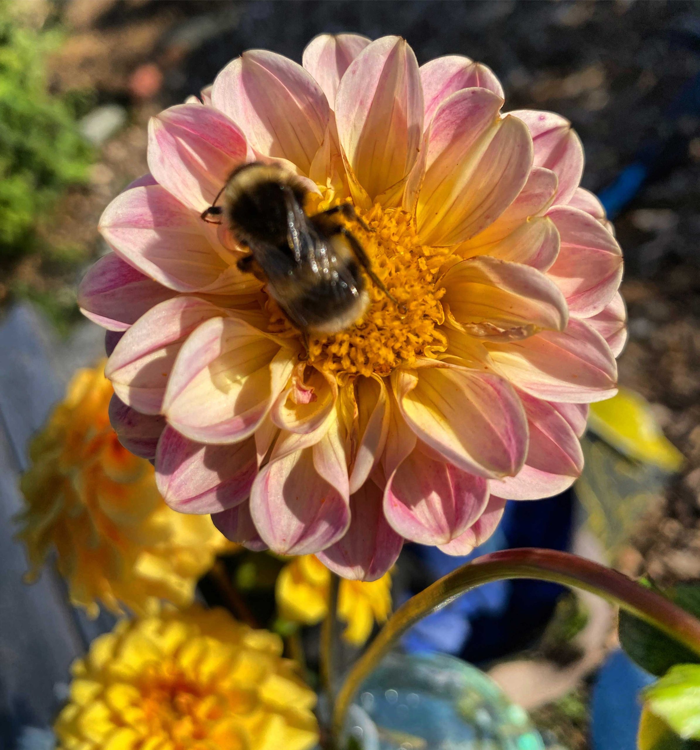 Bee on a Dahlia